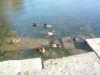 fam-ente